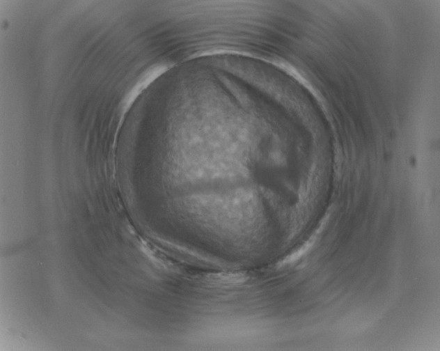 X0000075861145200610061931