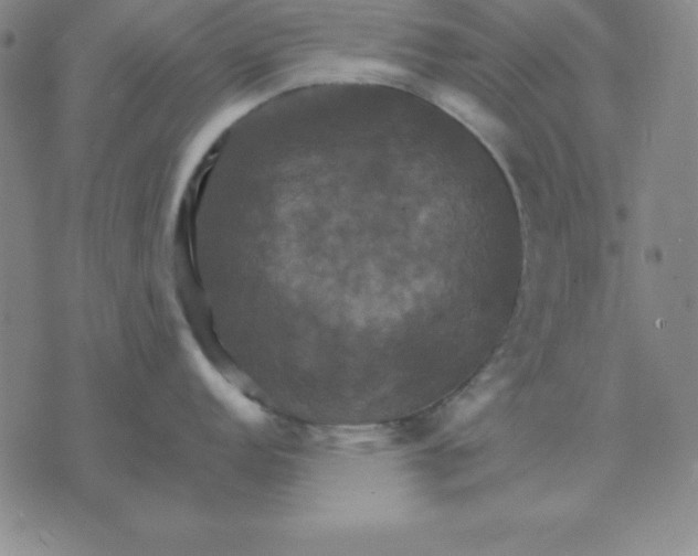 X0000075861152200610061931