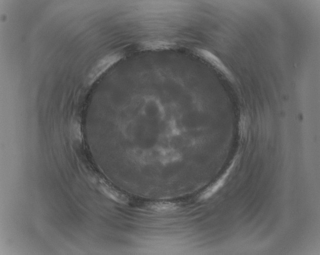 X0000075861209200610061929