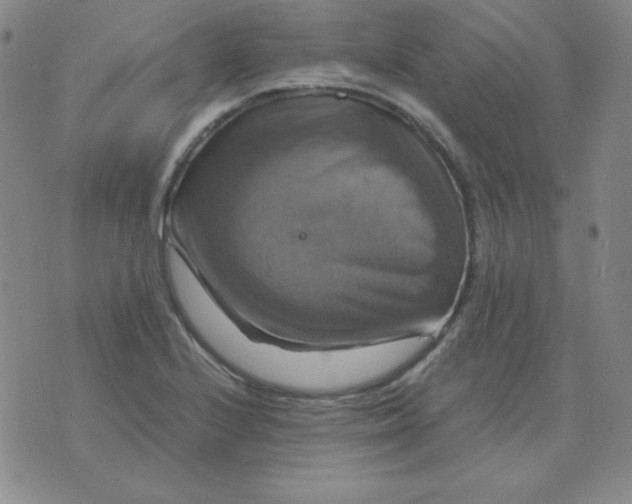 X0000075861224200610061929