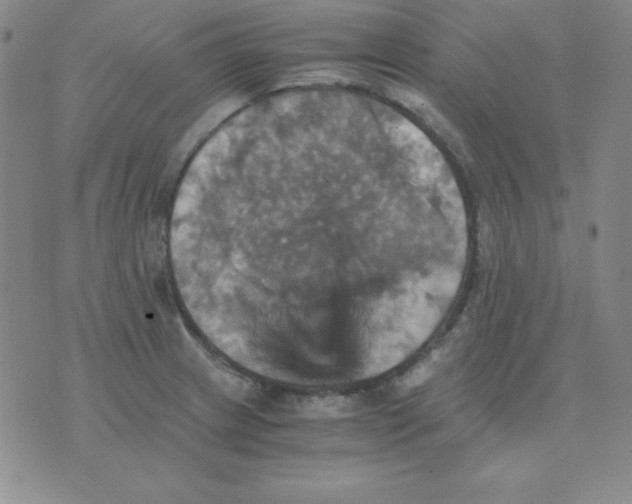 X0000075861233200610061929