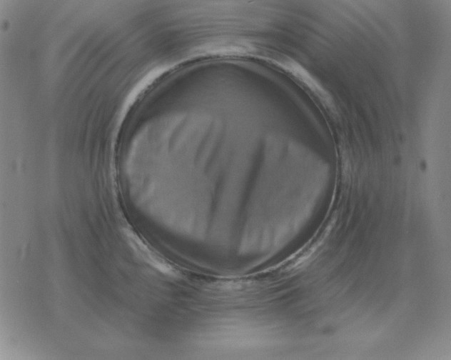 X0000075861240200610061929