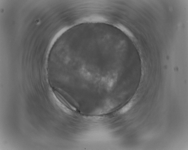 X0000075861248200610061929