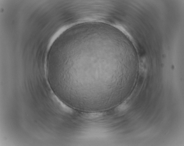 X0000075861294200610061928