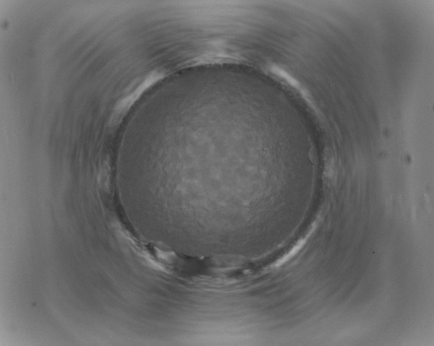 X0000075861313200610061927