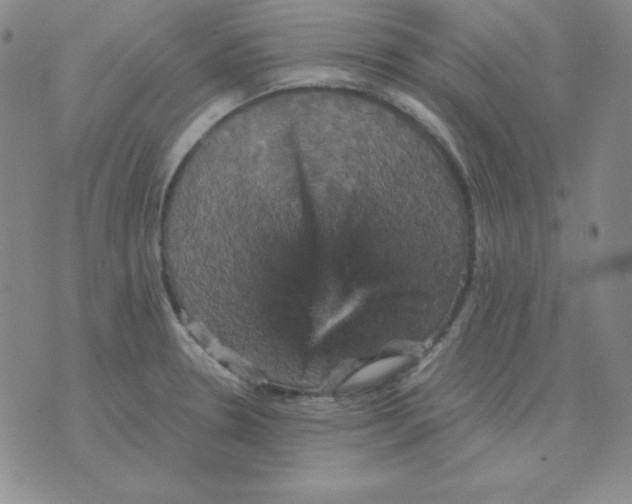 X0000075861330200610061927