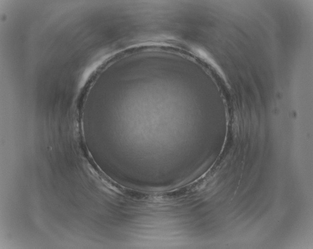 X0000075861360200610061927