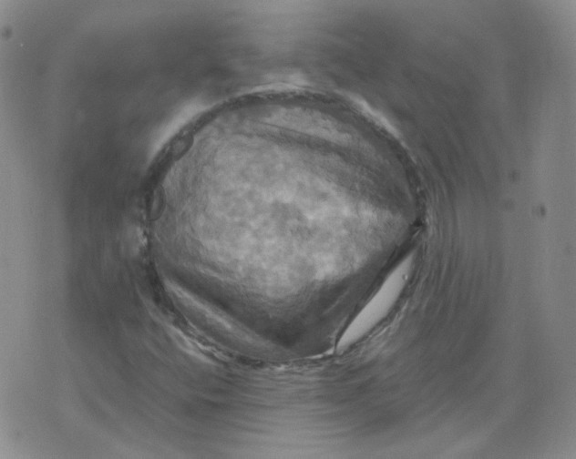 X0000075861400200610061925