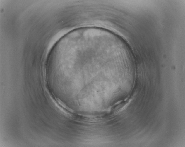 X0000075861517200610061924