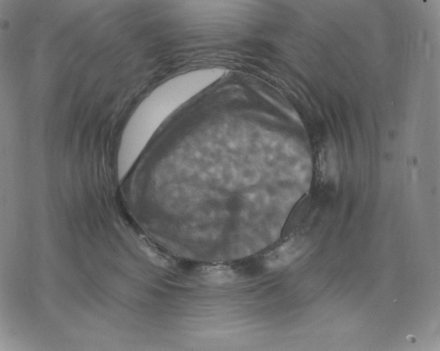 X0000075860424200610151640