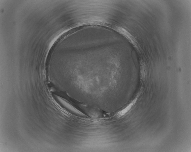 X0000075860924200610151631