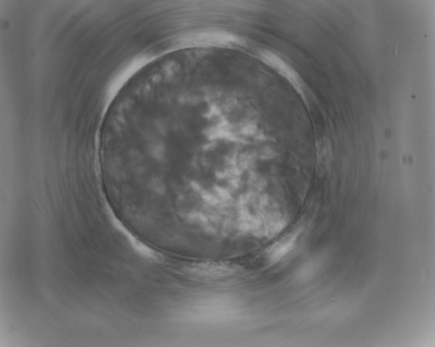 X0000075861103200610151629