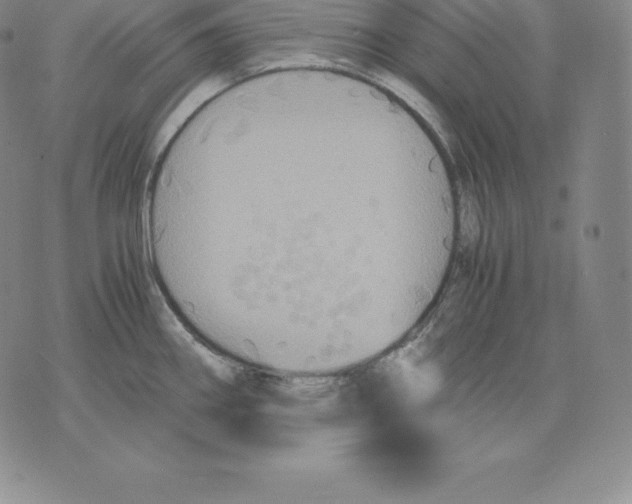 X0000075861290200610151626