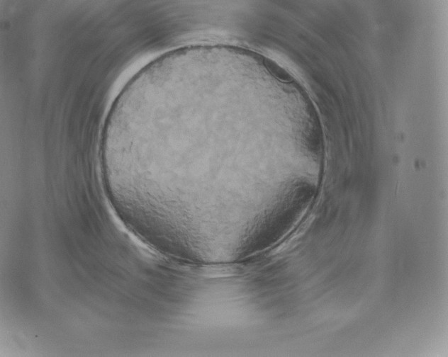 X0000075861440200610151624