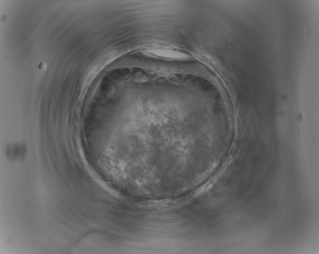 X0000075870049200610062013