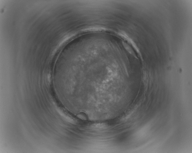 X0000075870063200610062013