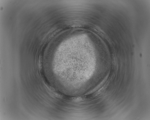 X0000075870074200610062013