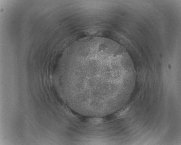 X0000075870085200610062013