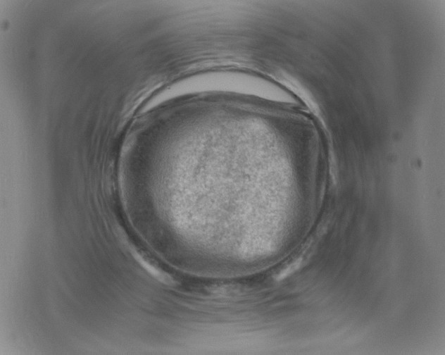 X0000075870105200610062013