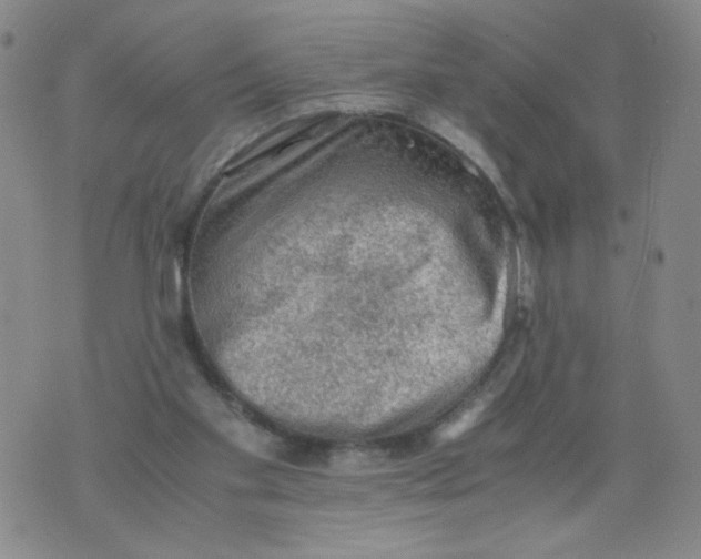 X0000075870109200610062012