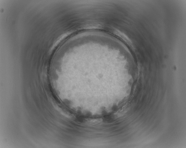 X0000075870155200610062011