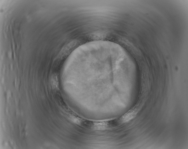 X0000075870240200610062010