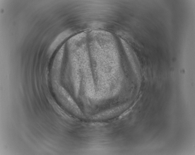 X0000075870242200610062010