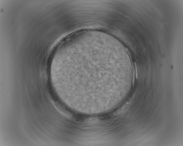 X0000075870252200610062010