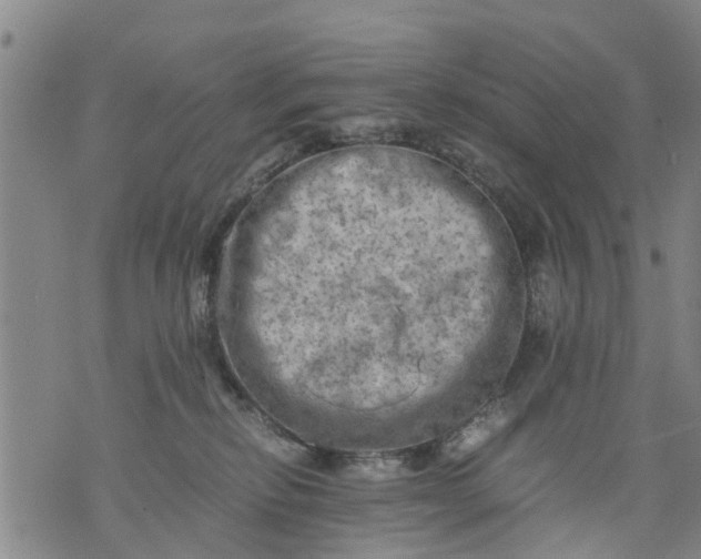 X0000075870278200610062010