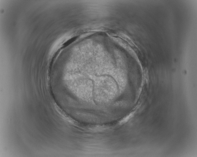 X0000075870293200610062009