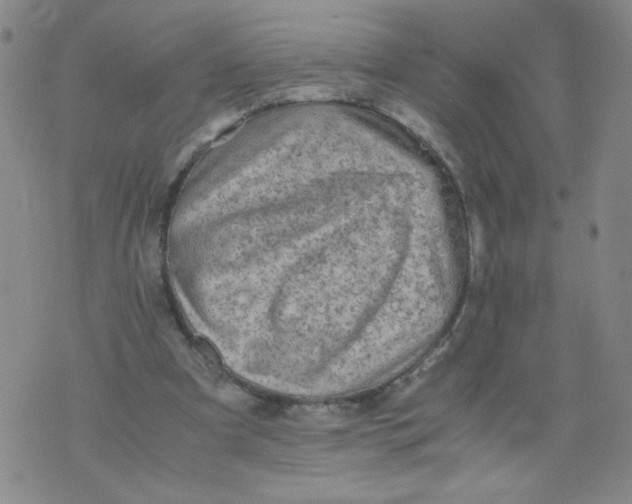 X0000075870297200610062009