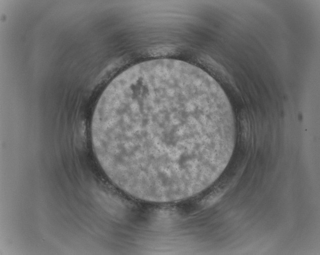 X0000075870308200610062009