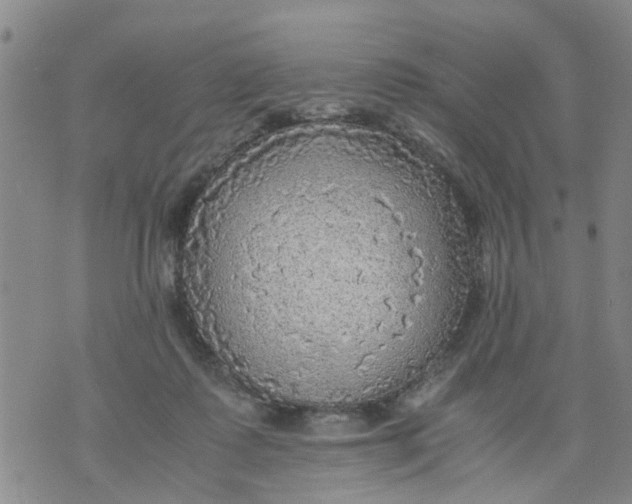 X0000075870315200610062009