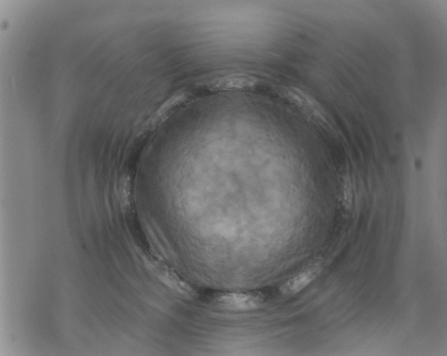 X0000075870326200610062009