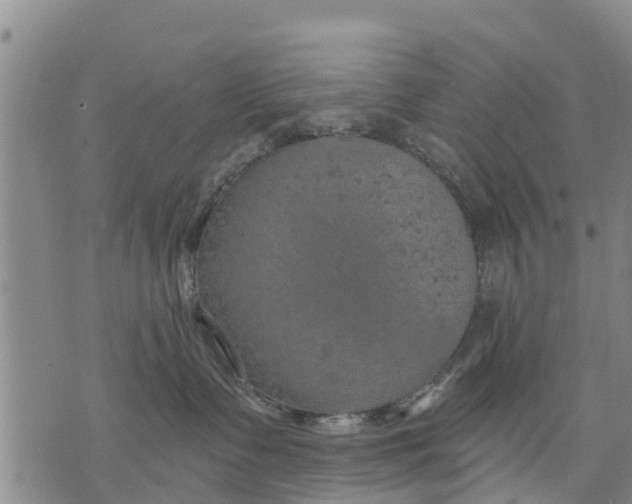 X0000075870335200610062009