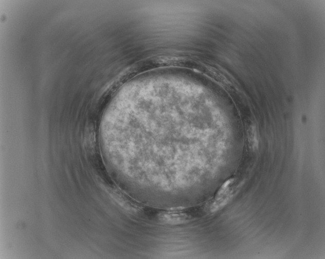 X0000075870372200610062009