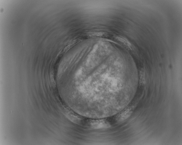 X0000075870377200610062009