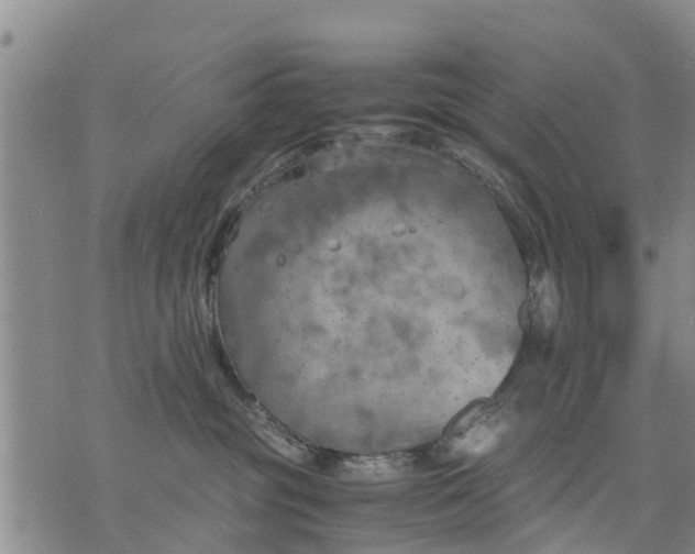 X0000075870381200610062009