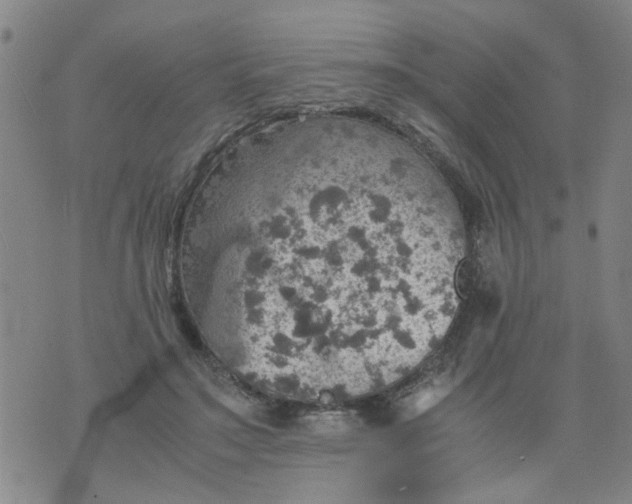 X0000075870499200610062006