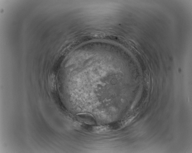 X0000075870511200610062006