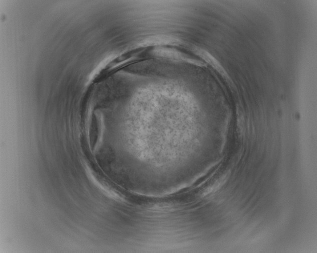 X0000075870530200610062005