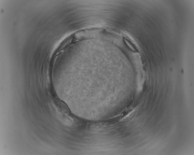 X0000075870532200610062005