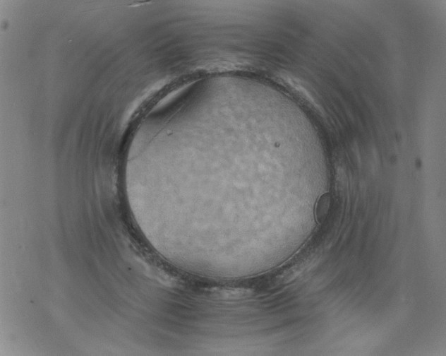 X0000075870539200610062005