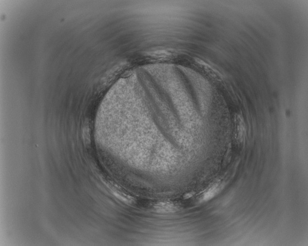 X0000075870562200610062005