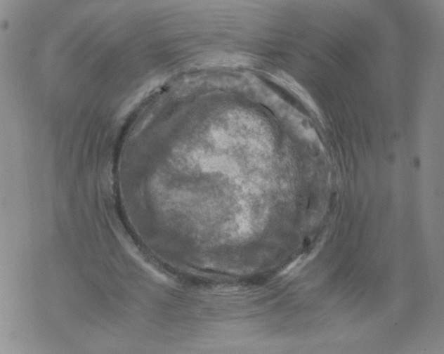 X0000075870581200610062005