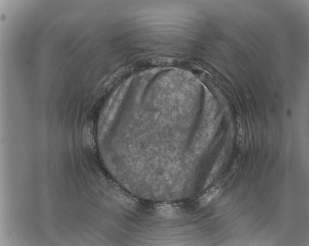 X0000075870616200610062004