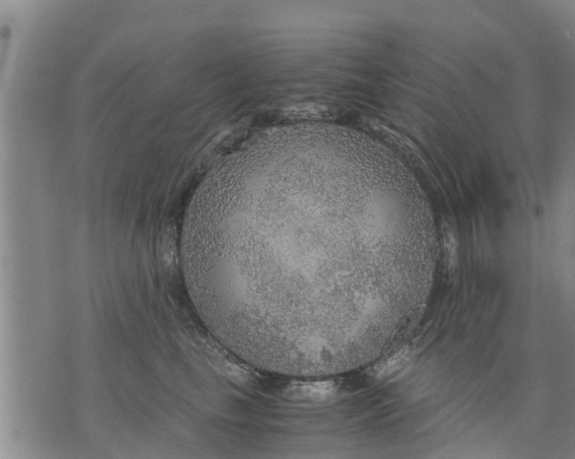 X0000075870665200610062004