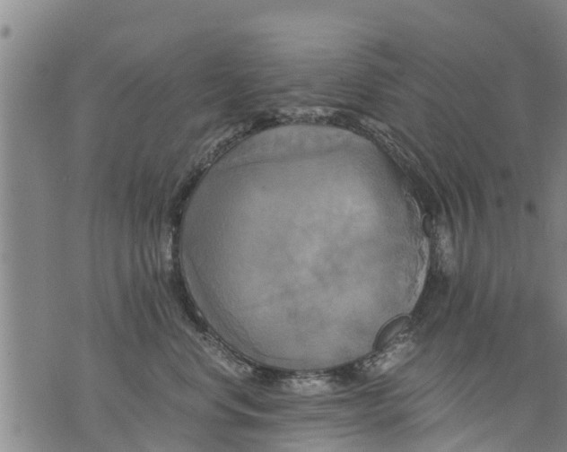 X0000075870668200610062004