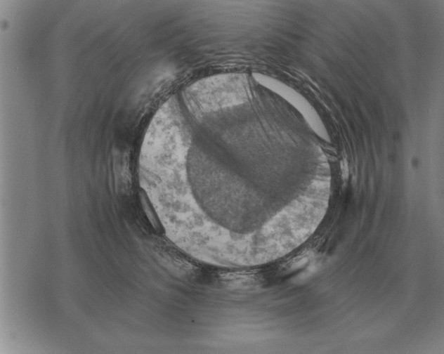 X0000075870516200610151704