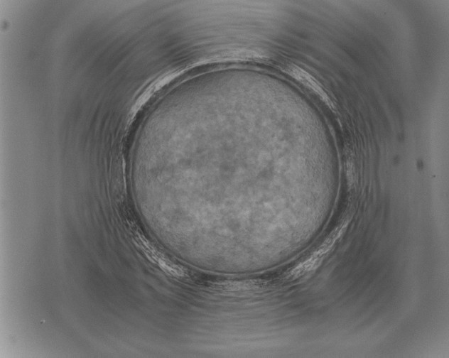 X0000075870781200610151659